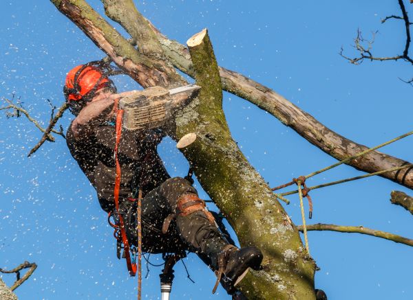 Tree Trimming Service in Venice