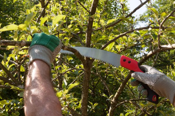 Apple Tree Trimming in Venice