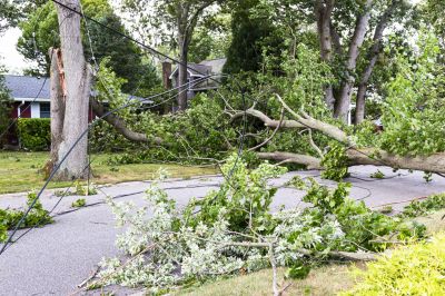 Clearing Fallen Trees from Commercial Grounds