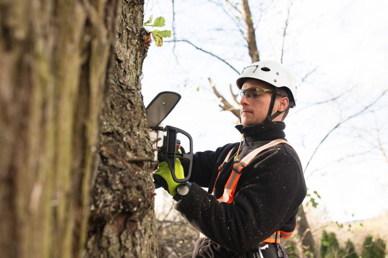 Arborist Performing Tree Trimming