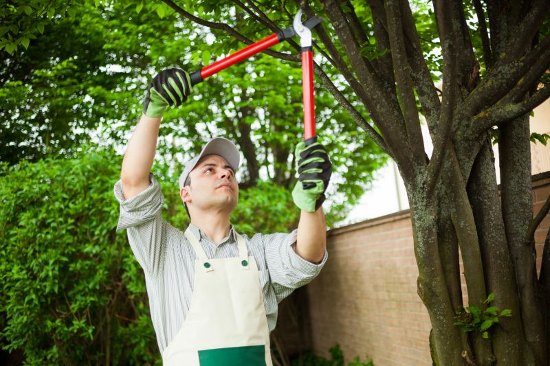 Tree Trimming Equipment in Action